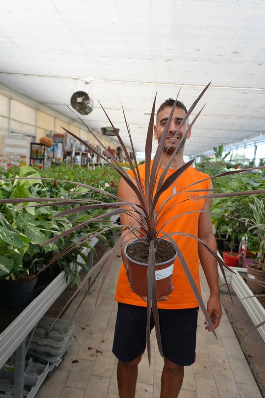Cordyline australis &#39;Red Star&#39;, Cordilina - vaso Ø17 cm
