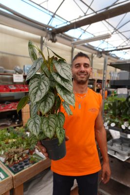 Philodendron Brandtianum, Filodendro - vaso Ø12 cm