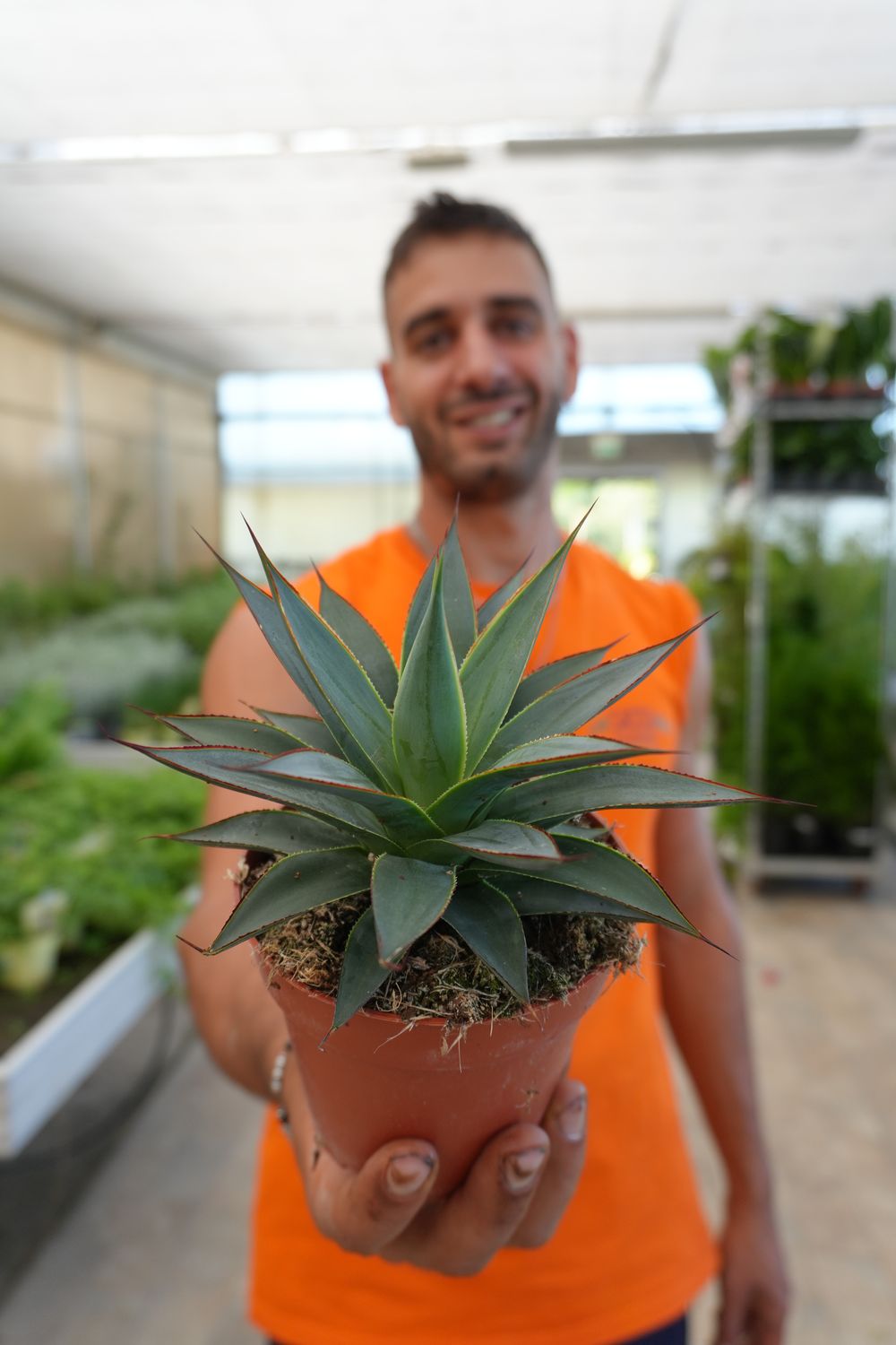 Agave &#39;Shaka Zulu Koko&#39; -  vaso Ø12 cm