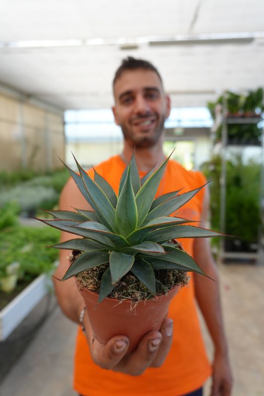 Agave &#39;Shaka Zulu Koko&#39; -  vaso Ø12 cm