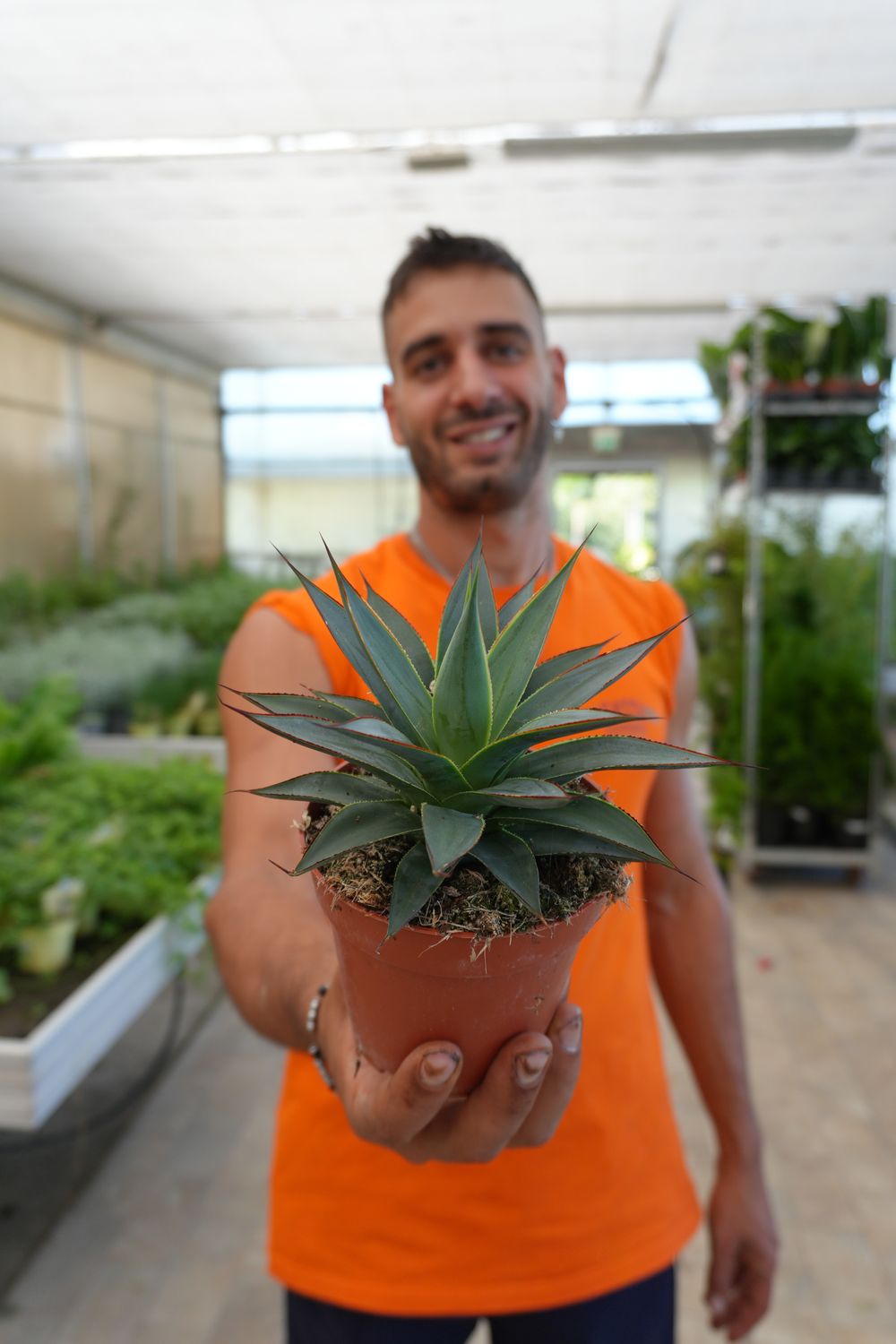 Agave 'Shaka Zulu Koko' - vaso 12 cm