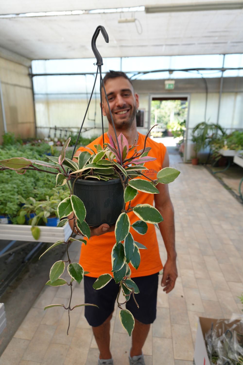 Hoya Carnosa tricolor &#39;Flamingo Dream&#39;, Fiore di Cera - basket Ø15 cm