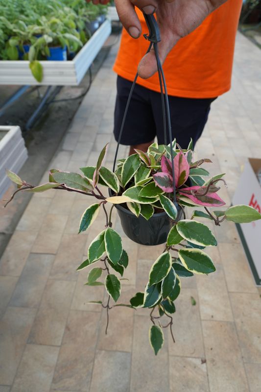 Hoya Carnosa tricolor &#39;Flamingo Dream&#39;, Fiore di Cera - basket Ø15 cm