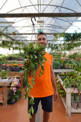 Hoya Burtoniae variegata - basket Ø14 cm Hoya Burtoniae variegata - basket Ø14 cm