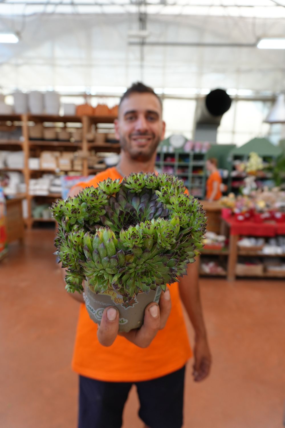 Sempervivum Tectorum - vaso Ø14 cm