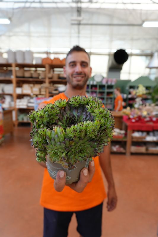 Sempervivum Tectorum - vaso Ø14 cm