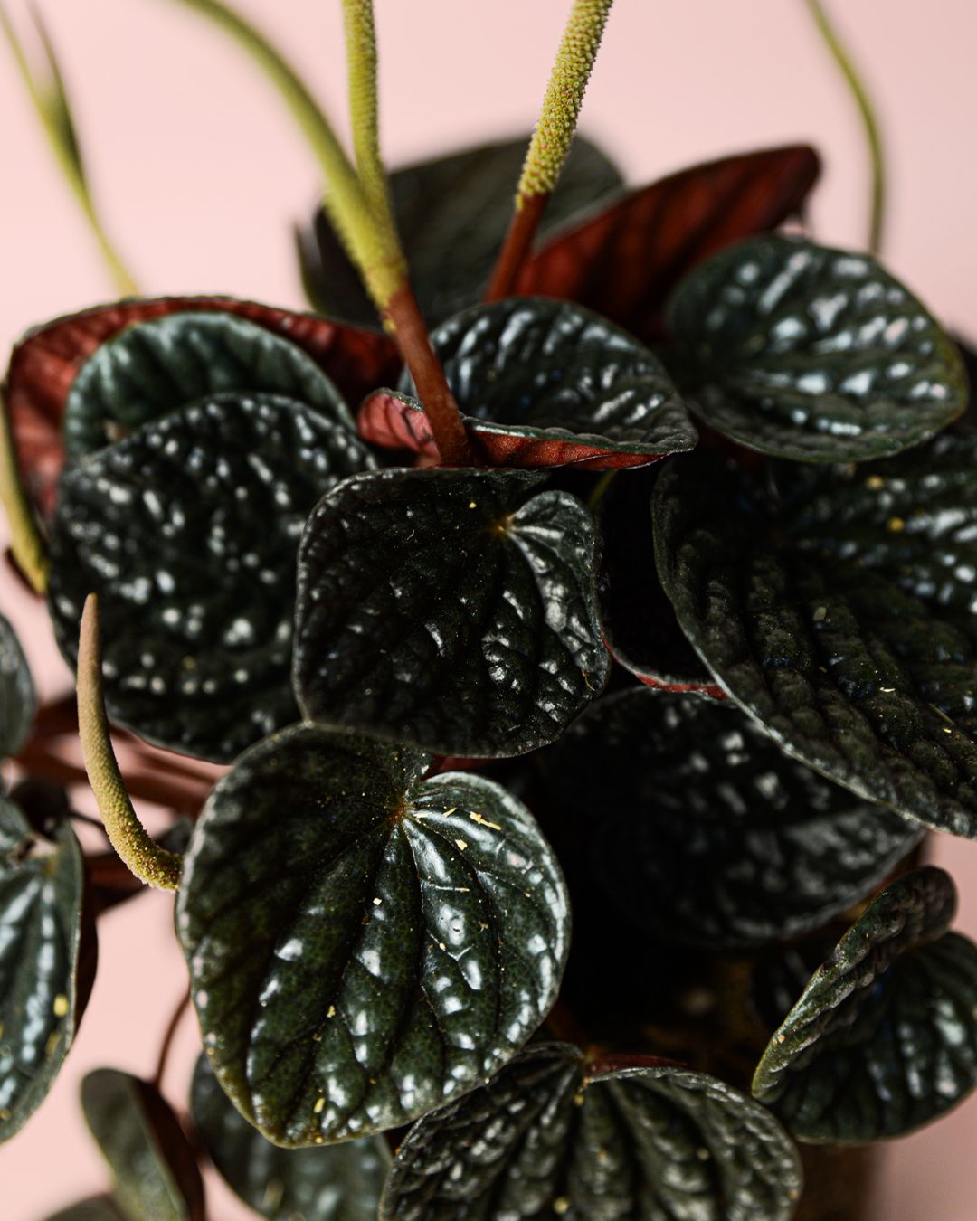 Peperomia caperata &#39; Chocolate &#39;- vaso Ø12 cm
