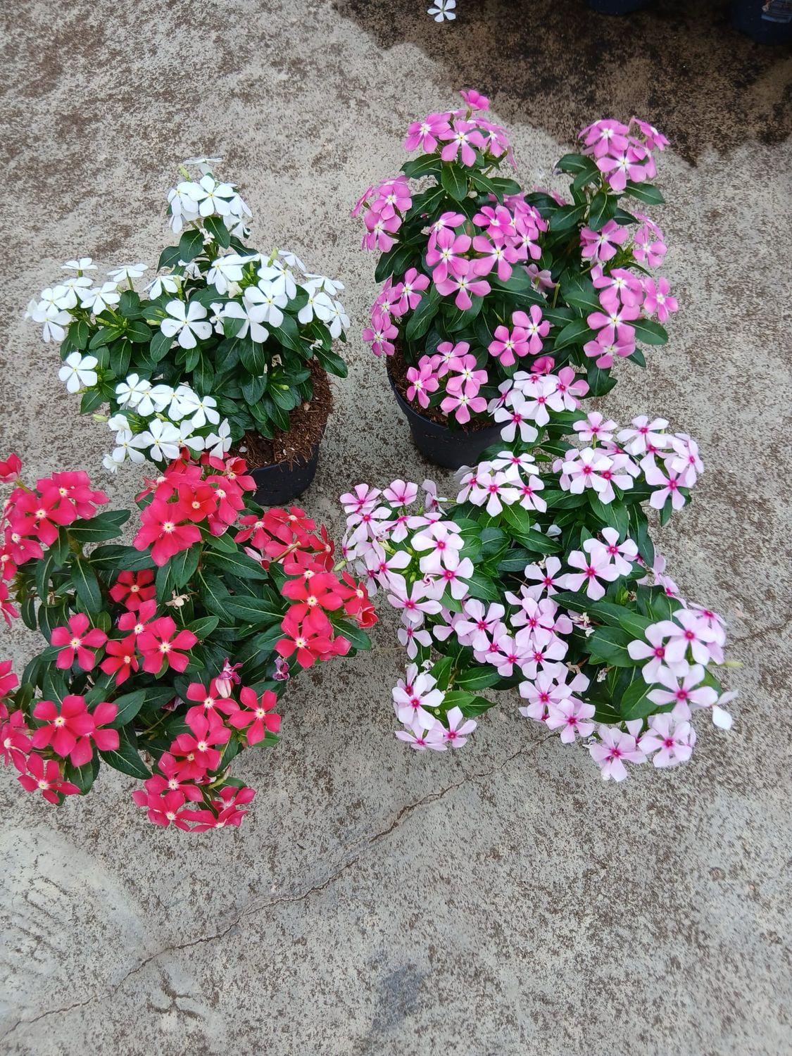Catharanthus roseus &#39;Soirée&#39; - Vinca Soiree - vaso Ø10,5 cm