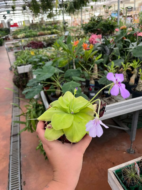 Pinguicula moranensis - vaso Ø12 cm