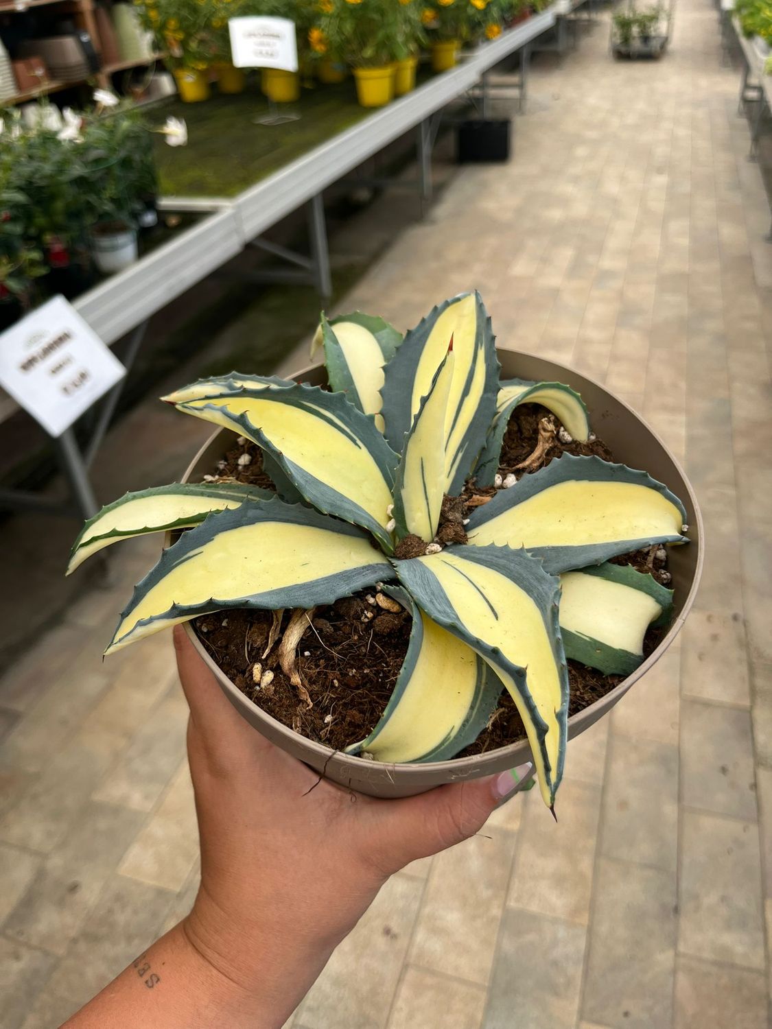 Agave americana var. mediopicta &#39;Alba&#39;, Pianta Grassa - vaso Ø14 cm