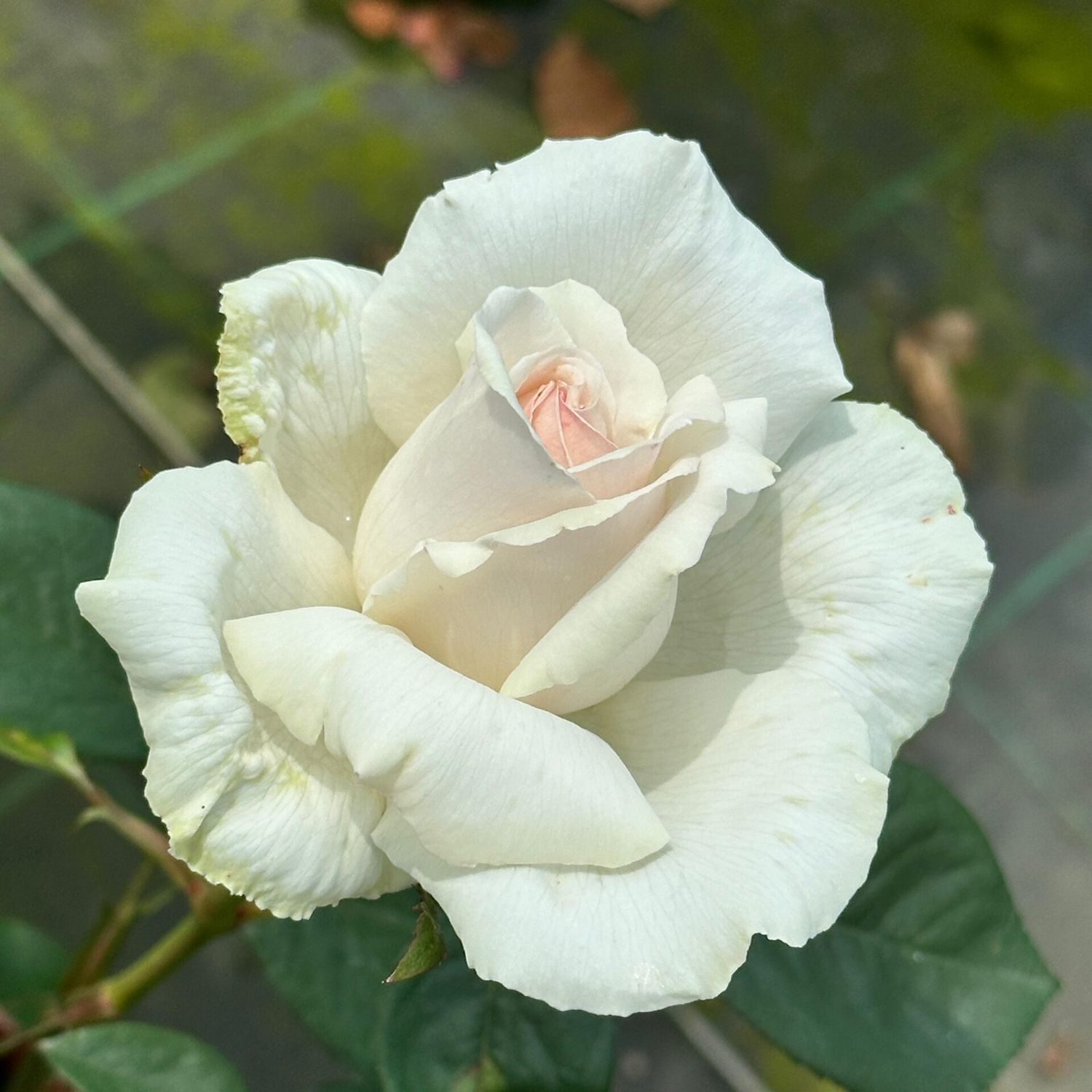 Rosa &#39;Poker&#39; ® -  Rose &#39;Poker®&#39;, Kordes® &#39;Poker&#39; - vaso Ø22 cm