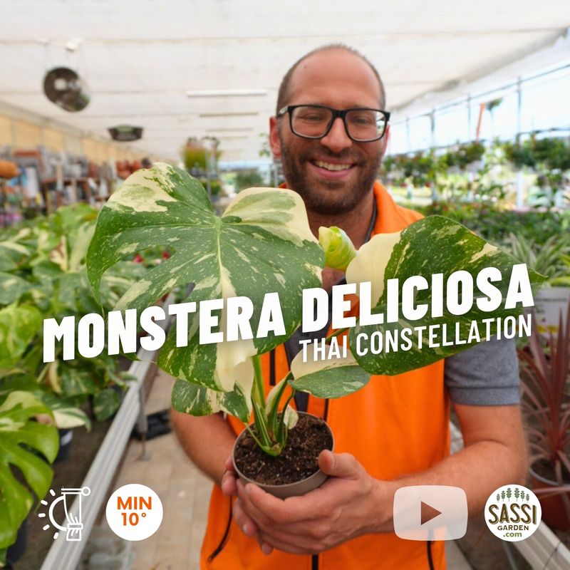 Monstera deliciosa &#39;Thai Constellation&#39; - vaso Ø12, h 25 cm