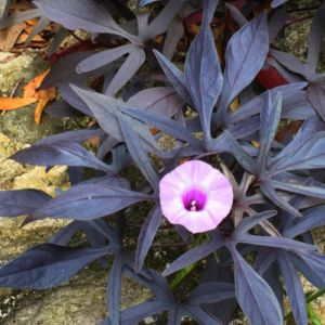 Ipomoea batatas &#39;Blackie&#39; - Campanella rampicante - ipomea  - vaso Ø14 cm