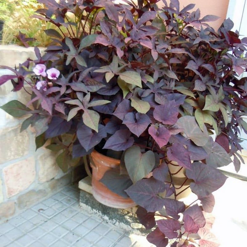 Ipomoea batatas &#39; Ace of Spades &#39; - Campanella rampicante - ipomea  - vaso Ø14 cm