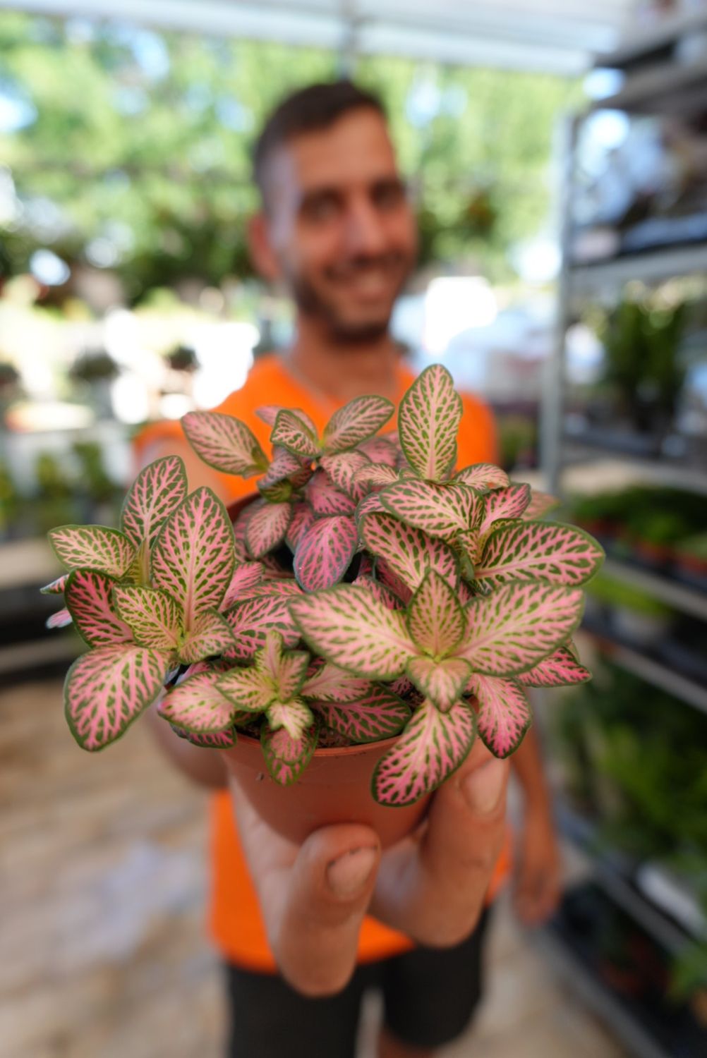 Fittonia &#39;Pink Anne&#39; -  vaso Ø8,5 cm