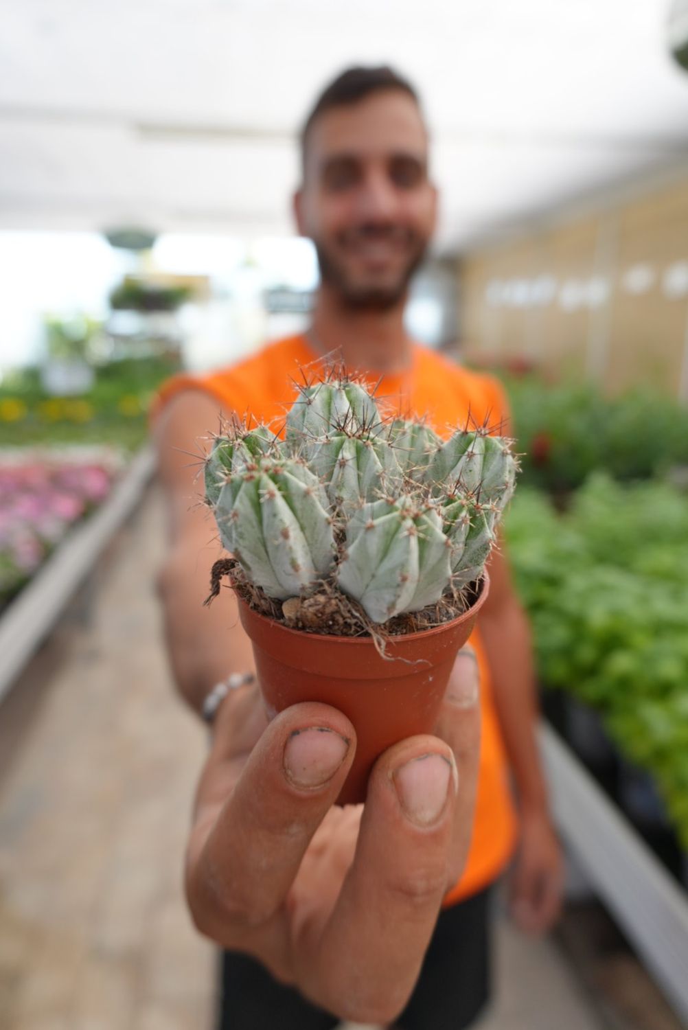 Polaskia chichipe - vaso Ø5.5 cm