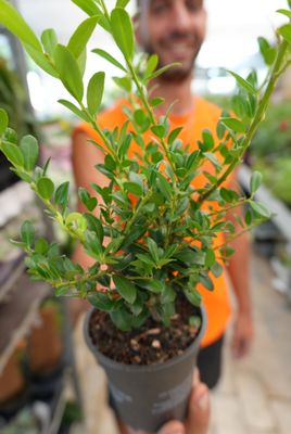 Ilex crenata &#39;Glory Gem&#39; (sostituto del bosso) - vaso Ø10 cm, h 20 cm