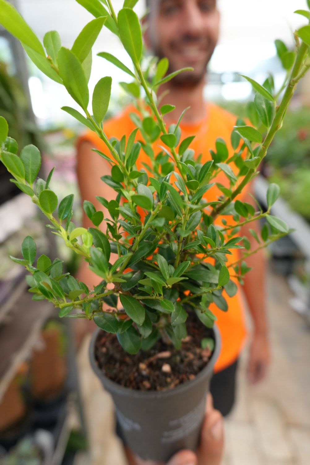 Ilex crenata &#39;Glory Gem&#39; (sostituto del bosso) - vaso Ø10 cm, h 20 cm