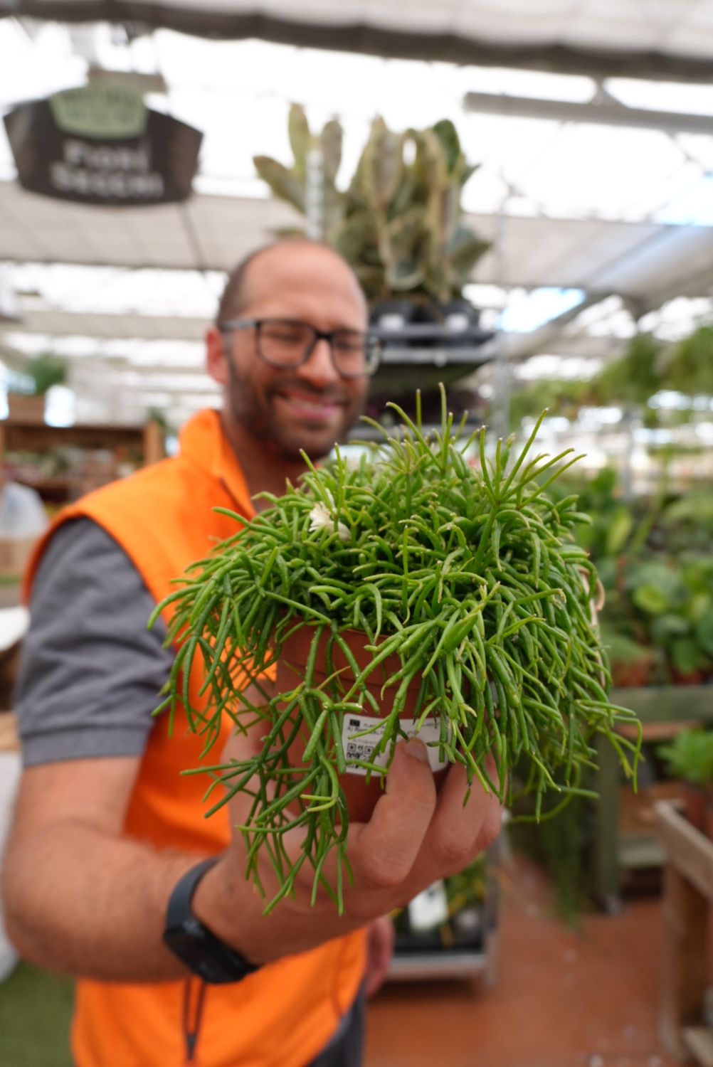 Rhipsalis cashero - vaso Ø12 cm