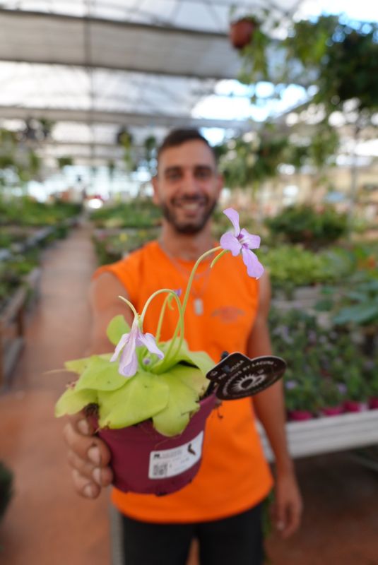 Pinguicula moranensis - vaso Ø12 cm