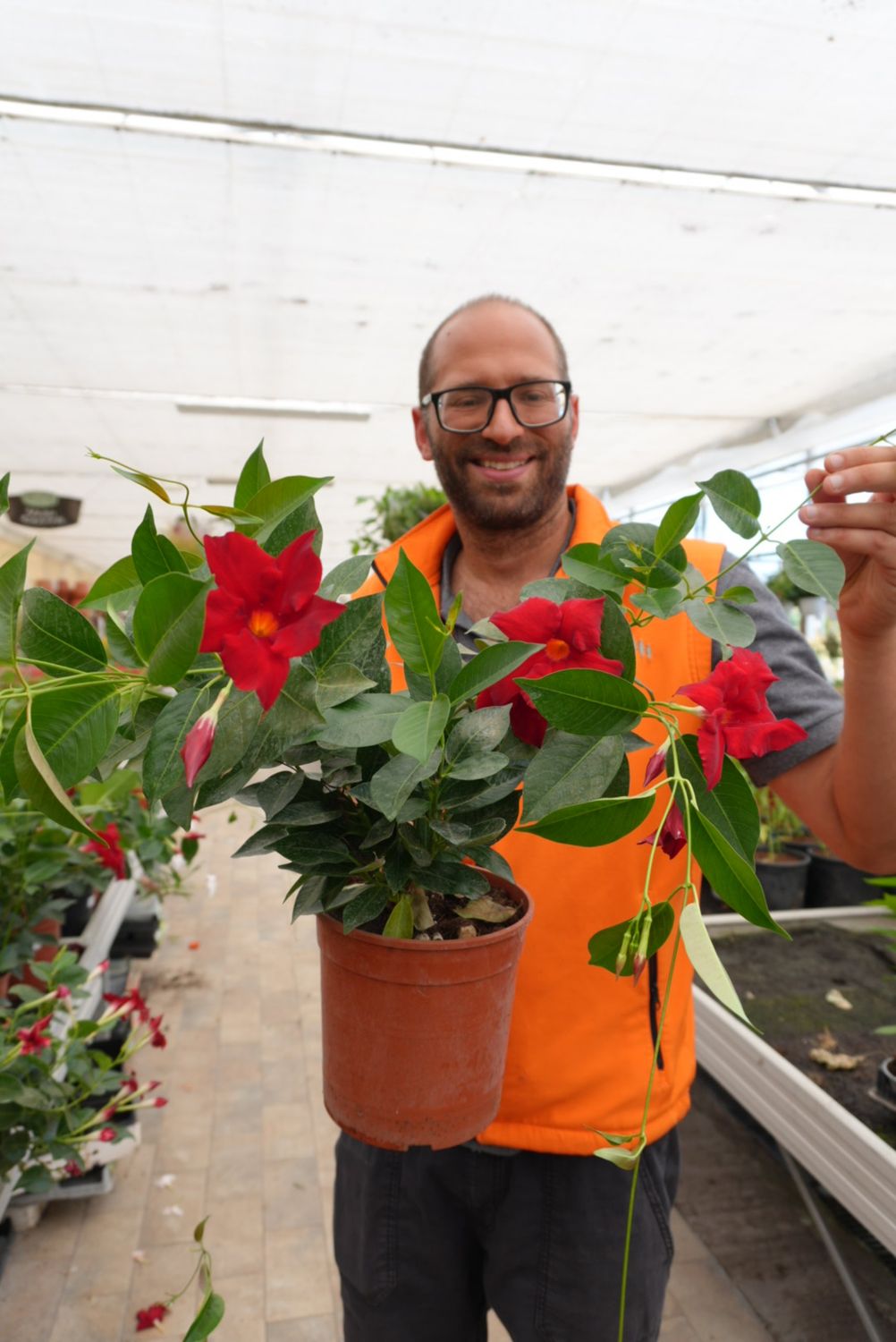 Dipladenia, Mandevilla sanderi col. ROSSO - vaso Ø18 cm