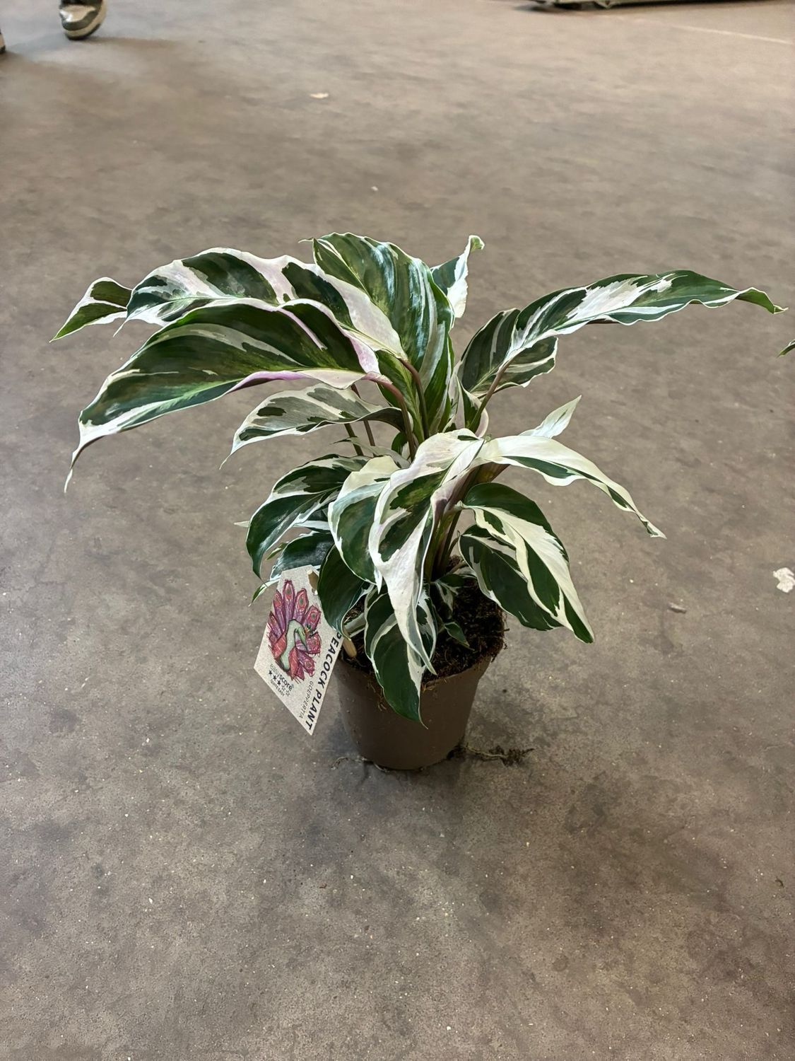 Calathea white miracle - Goeppertia majestica &#39; White Miracle &#39; - vaso Ø11,5 cm