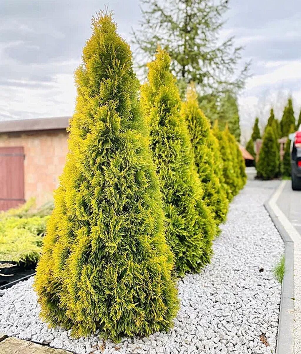 Thuja occidentalis &#39;Golden Smaragd&#39; , Tuia dorata - vaso Ø19 cm