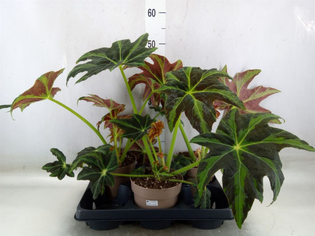 Begonia dracopelta - vaso Ø12 cm, h 20-25 cm fuori vaso