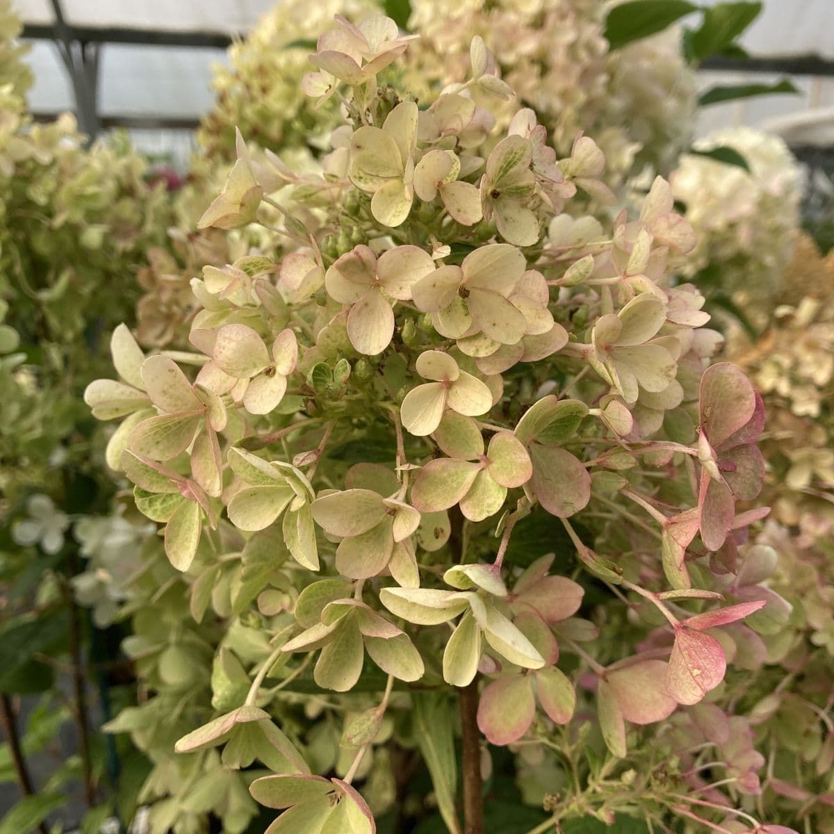 Hydrangea paniculata &#39; Milk &amp; Honey &#39;- Ortensia Paniculata - vaso Ø24 cm