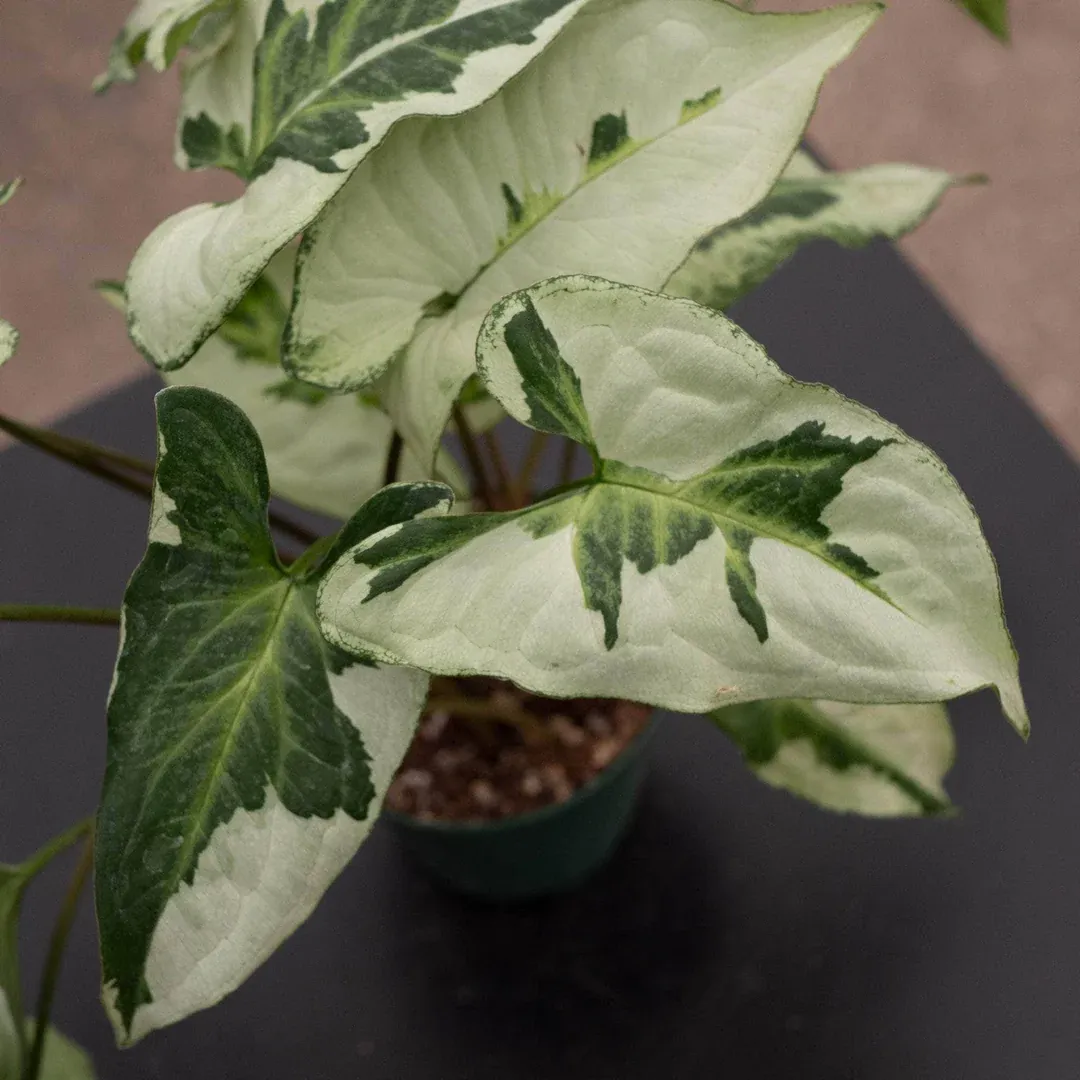 Syngonium podophyllum &#39; Three Kings &#39;- vaso Ø12 cm
