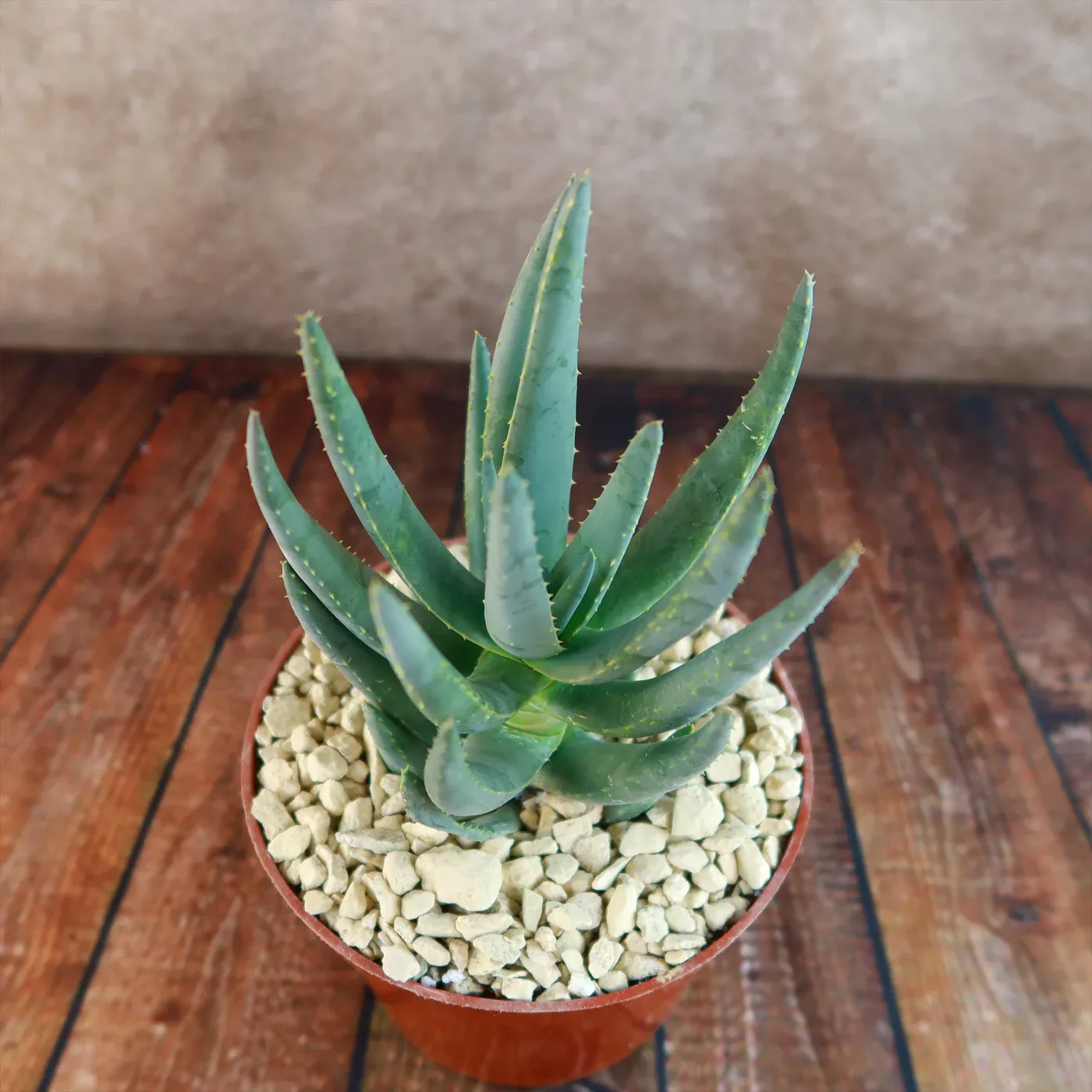 Aloe Dichotoma - vaso Ø10.5 cm