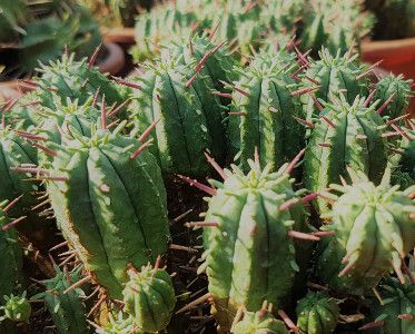 Euphorbia aggregata - vaso Ø14 cm