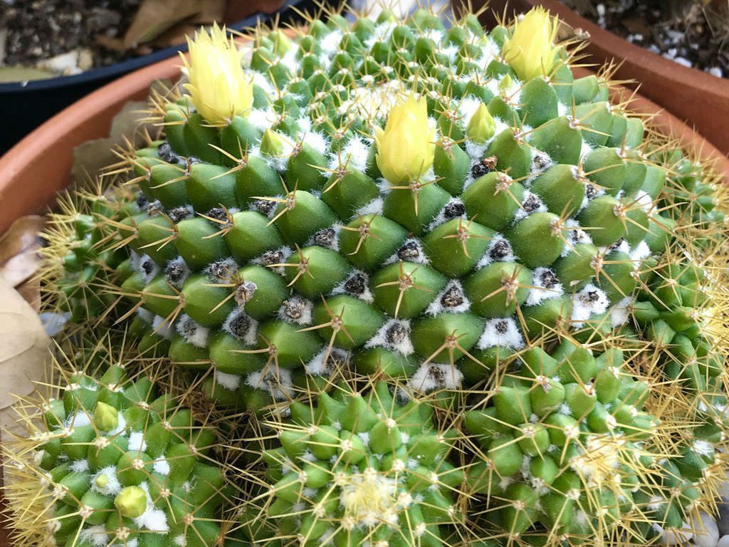 Mammillaria marksiana - vaso Ø13 cm