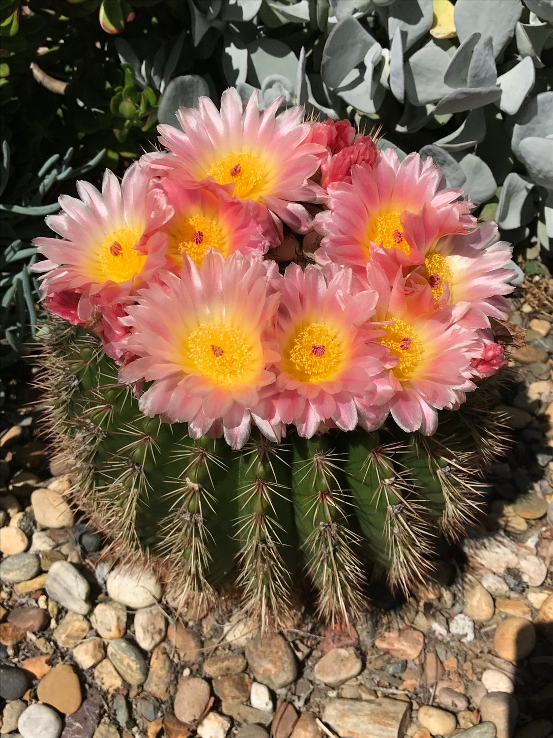 Notocactus herteri - vaso Ø13 cm