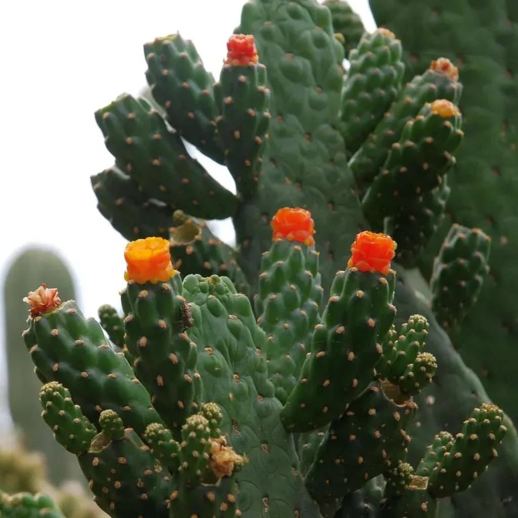 Opuntia Consolea - vaso Ø17 cm