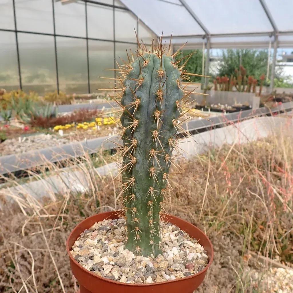 Browningia hertlingiana - vaso Ø13 cm