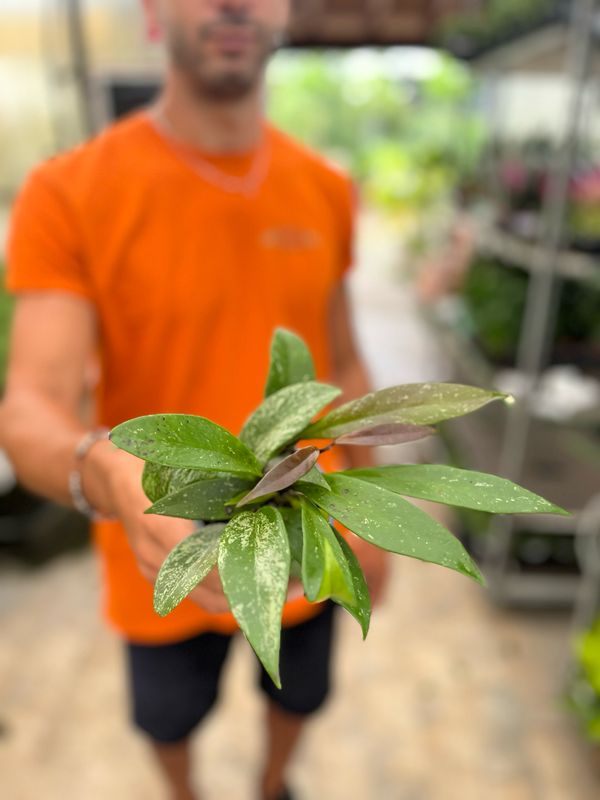Hoya pubicalyx 'Silverspot' - vaso Ø9 cm