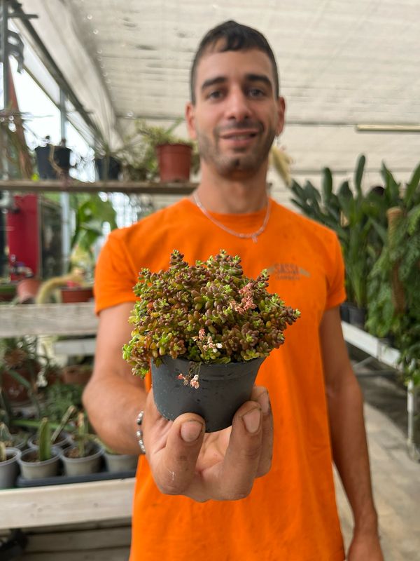 Sedum album subsp. teretifolium ' Murale ' - vaso Ø8 cm