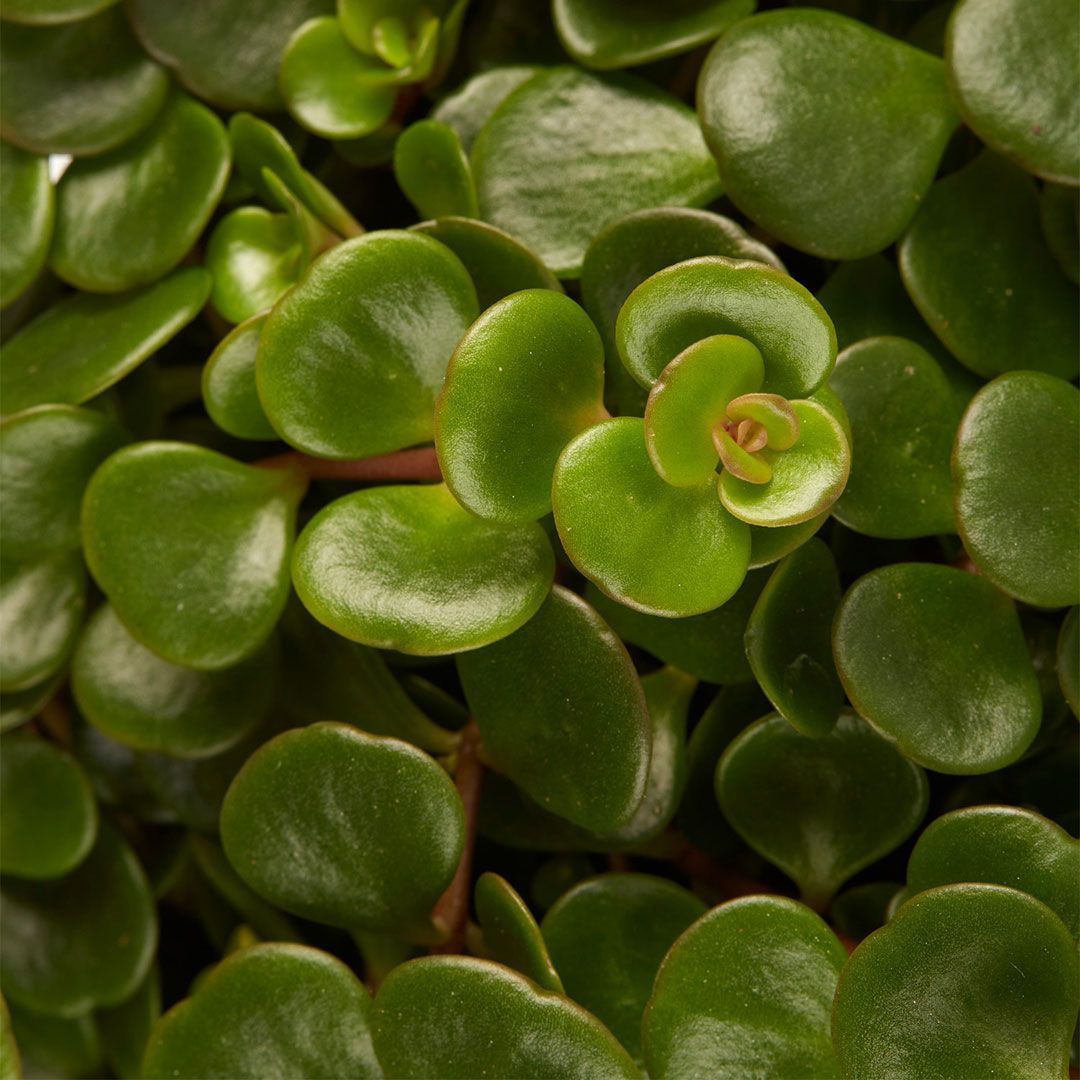 Sedum makinoi &#39;Kosmosje Tornado&#39; - vaso Ø8 cm