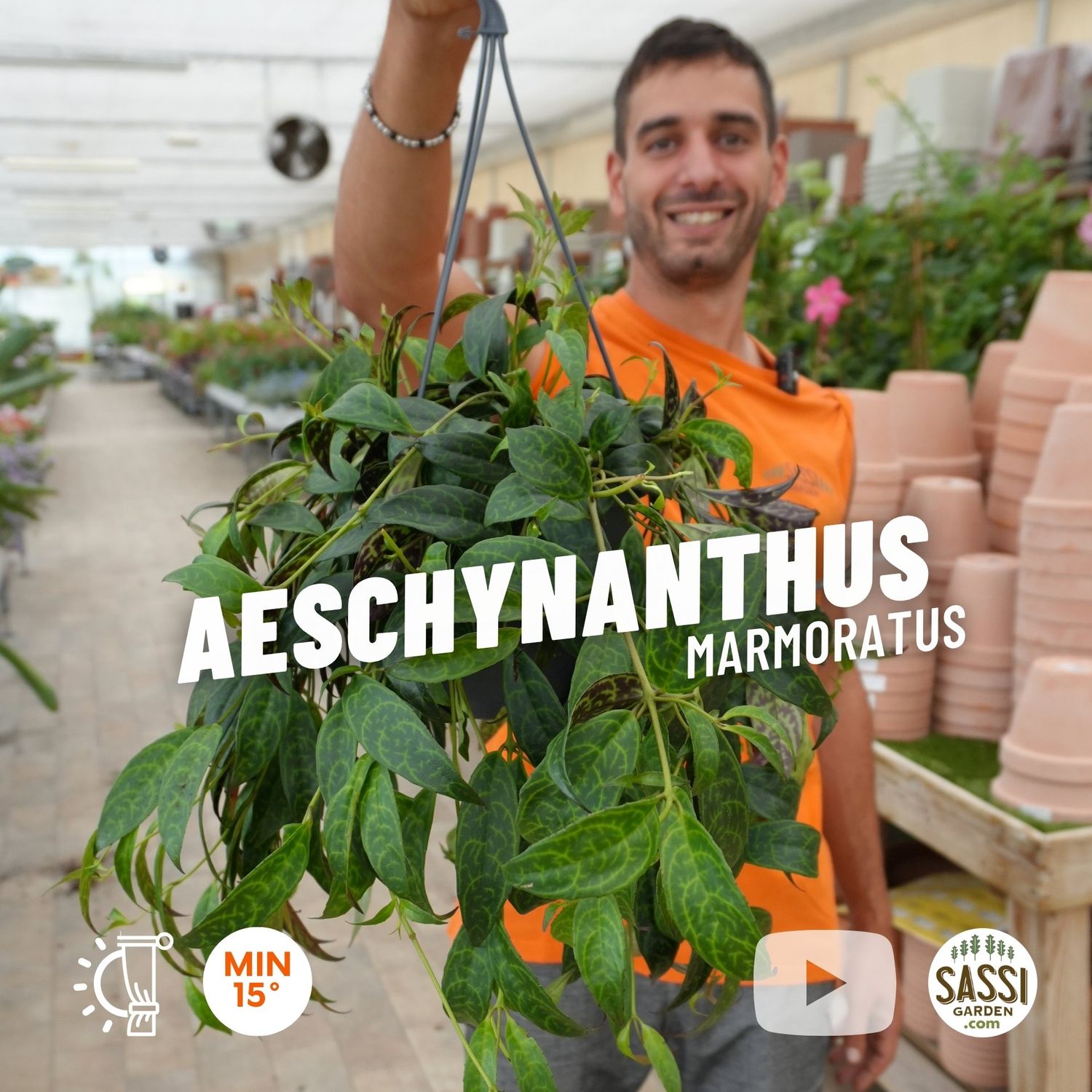 Aeschynanthus marmoratus, Eschinanto Marmorato - basket Ø17 cm