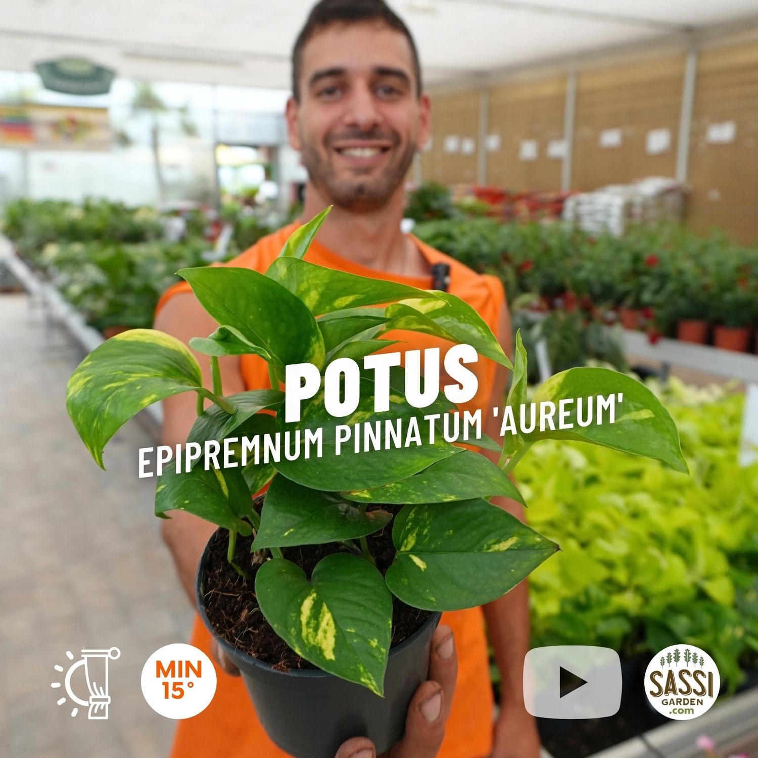 Epipremnum Pinnatum &#39;Aureum&#39;, Scindapsus Aureus, Potus, Potos, Pothos, Photus - vaso Ø12 cm