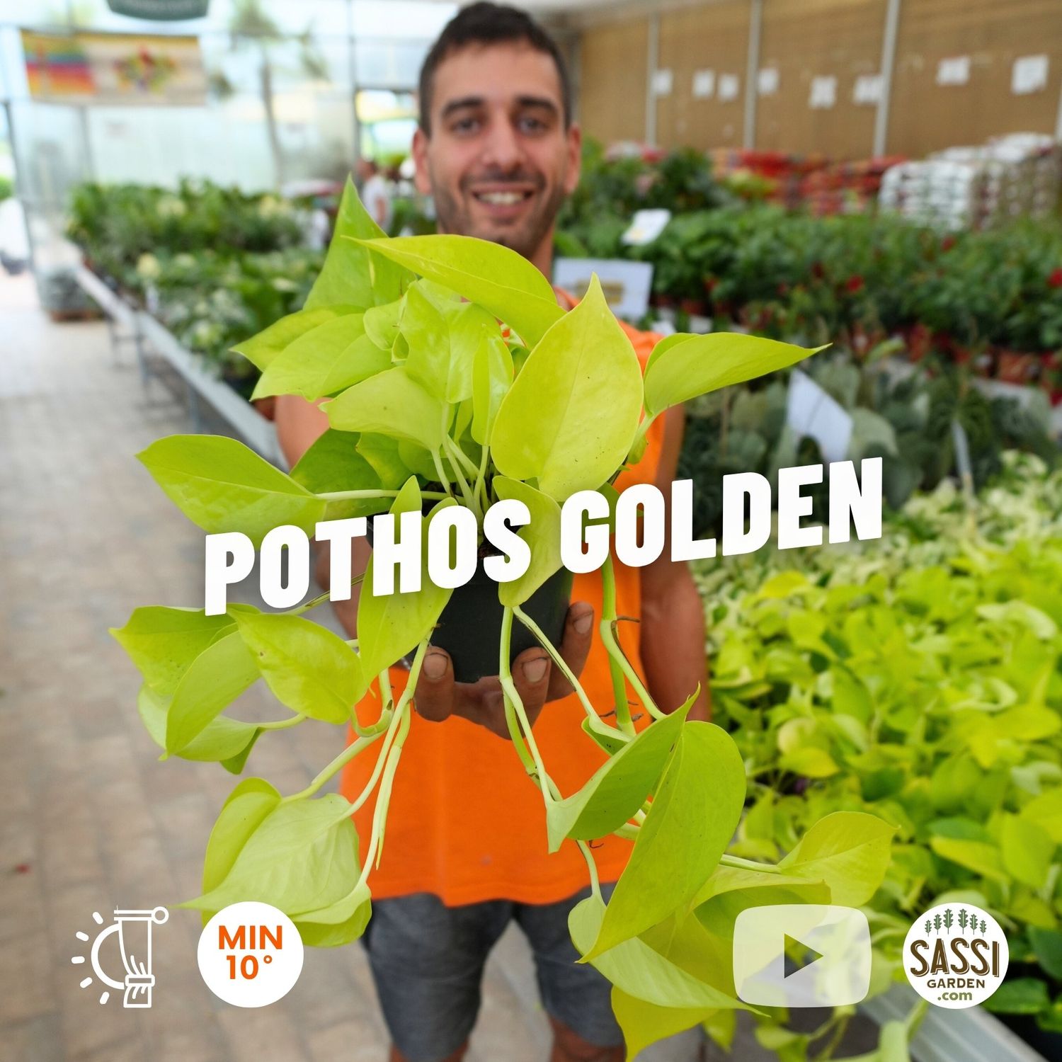Pothos Golden, Epipremnun pinnatum, Scindapsus, Potos, Potus, Photus - vaso Ø12 cm