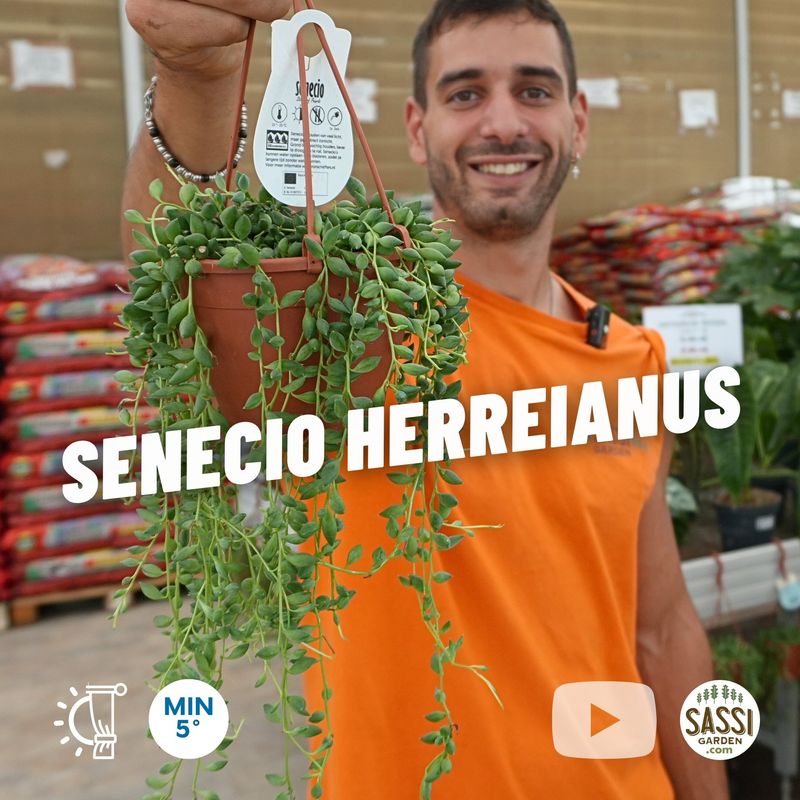 Senecio Herreianus, Pianta Rosario - vaso Ø12 cm