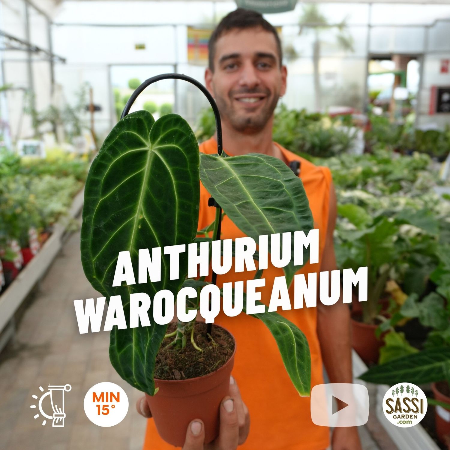 Anthurium warocqueanum, Anthurium Regale - vaso Ø12 cm
