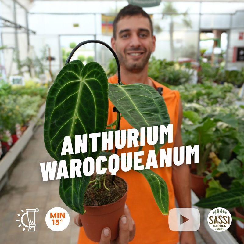 Anthurium warocqueanum, Anthurium Regale - vaso Ø12 cm