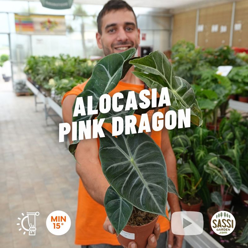 Alocasia Pink Dragon, Alocasia Rosa - vaso Ø14, h 25 cm