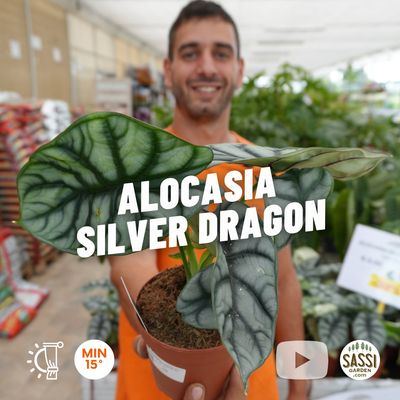Alocasia &#39;Silver Dragon&#39; - vaso Ø12 cm