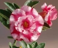 Adenium obesum &#39;VB-288&#39; Adenium Rosa del Deserto - vaso Ø15 cm