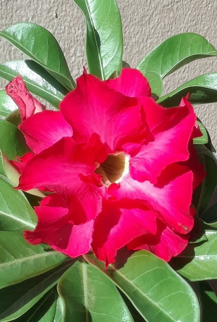 Adenium obesum &#39;Pink Perfection&#39; Adenium Rosa del Deserto - vaso Ø15 cm
