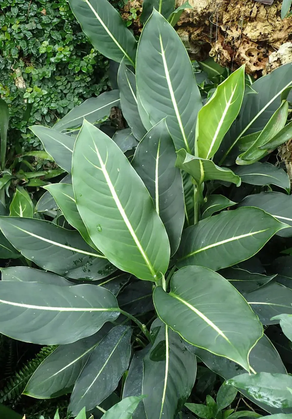 Dieffenbachia &#39; Green Magic &#39; - vaso Ø17 cm